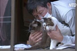 Японец не уехал после аварии на «Фукусиме», чтобы заботиться о брошенных кошках