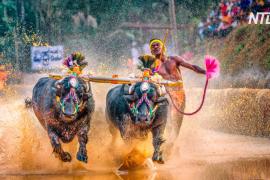 Индийцы устроили гонки буйволов в честь конца сбора урожая