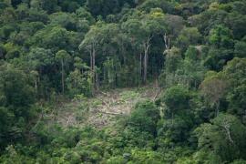 Колумбия спасает леса и планирует сократить вырубку на 30% к 2022 году