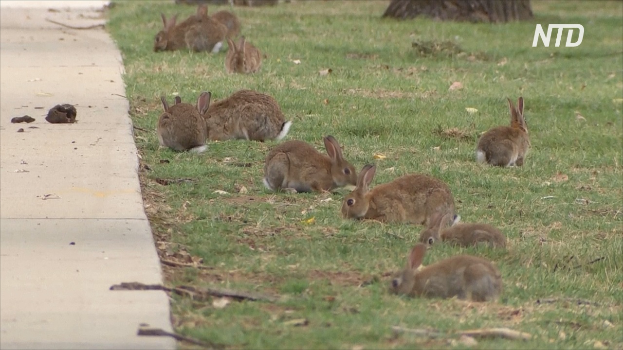 Кролики оккупировали Канберру: популяция растёт из-за феномена Ла-Нинья