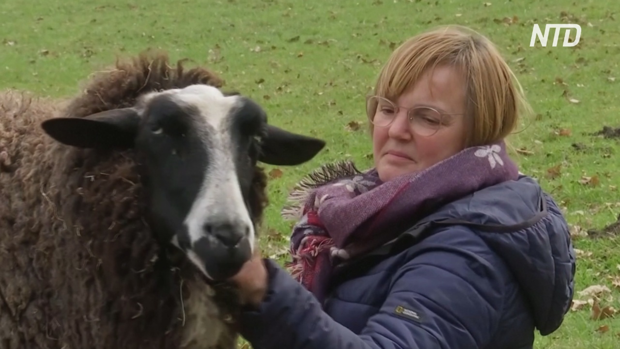 На немецкой ферме разрешают обниматься с овцами, чтобы забыть об одиночестве