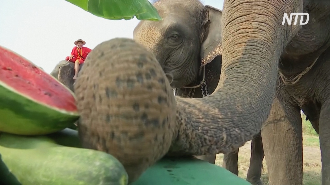 В Таиланде отмечают День слона с надеждой на скорое возвращение туристов