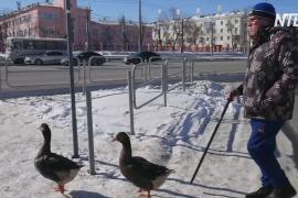 Квартирные гуси: челябинец выдрессировал птиц и гуляет с ними по городу