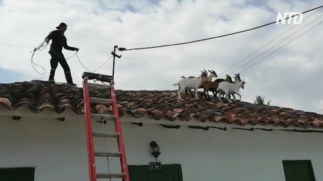 В Колумбии пожарные спасли коз, забравшихся на крышу