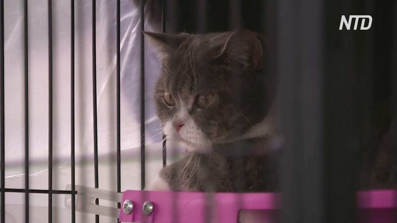 В Таиланде выставят на торги кошек, конфискованных у подозреваемой в наркоторговле