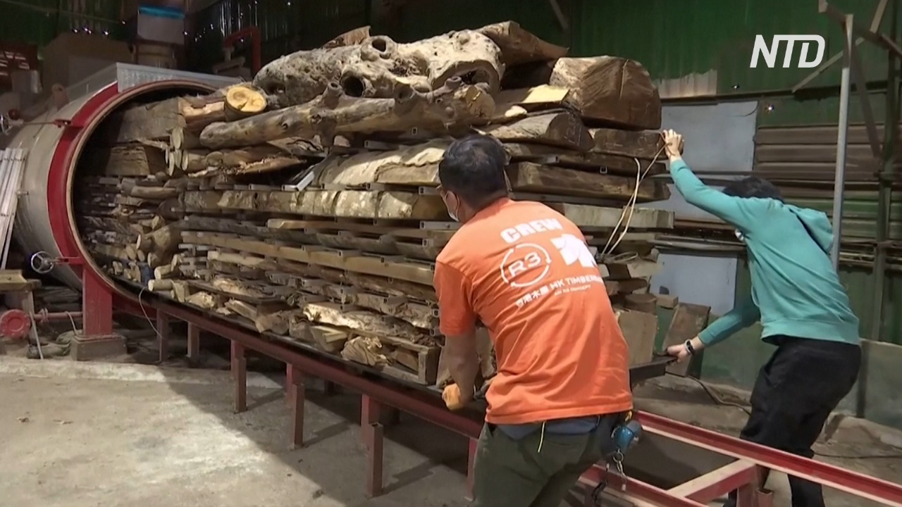 Гонконгские столяры дают вторую жизнь спиленным и упавшим деревьям