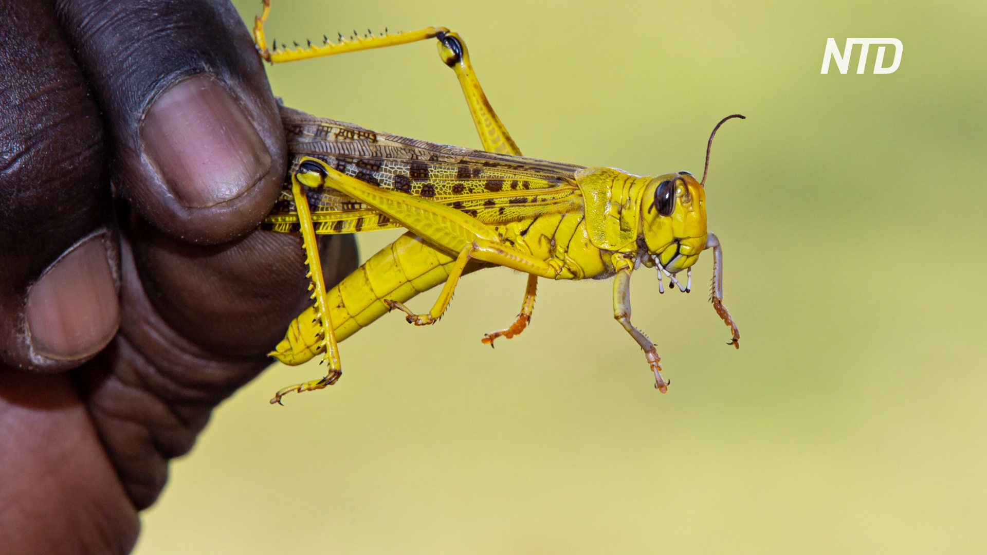 Отпор саранче: в Кении корма и удобрения делают из насекомых