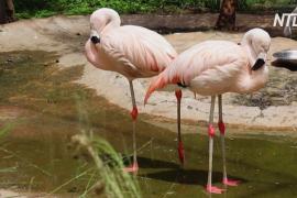 В боливийском зоопарке второй раз приносят потомство редкие андские фламинго