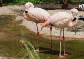 В боливийском зоопарке второй раз приносят потомство редкие андские фламинго