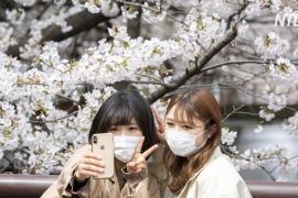 Не устоять: токийцев выманивает на улицы цветущая сакура
