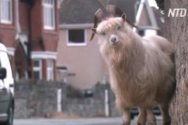 Дикие козы наводнили британский городок: плюсы и минусы такого соседства
