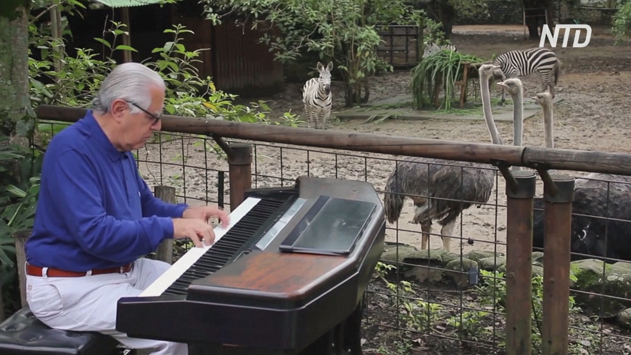 Для питомцев колумбийского зоопарка провели концерт классической музыки