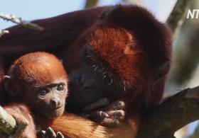 Французский зоопарк приветствует детёныша рыжего ревуна
