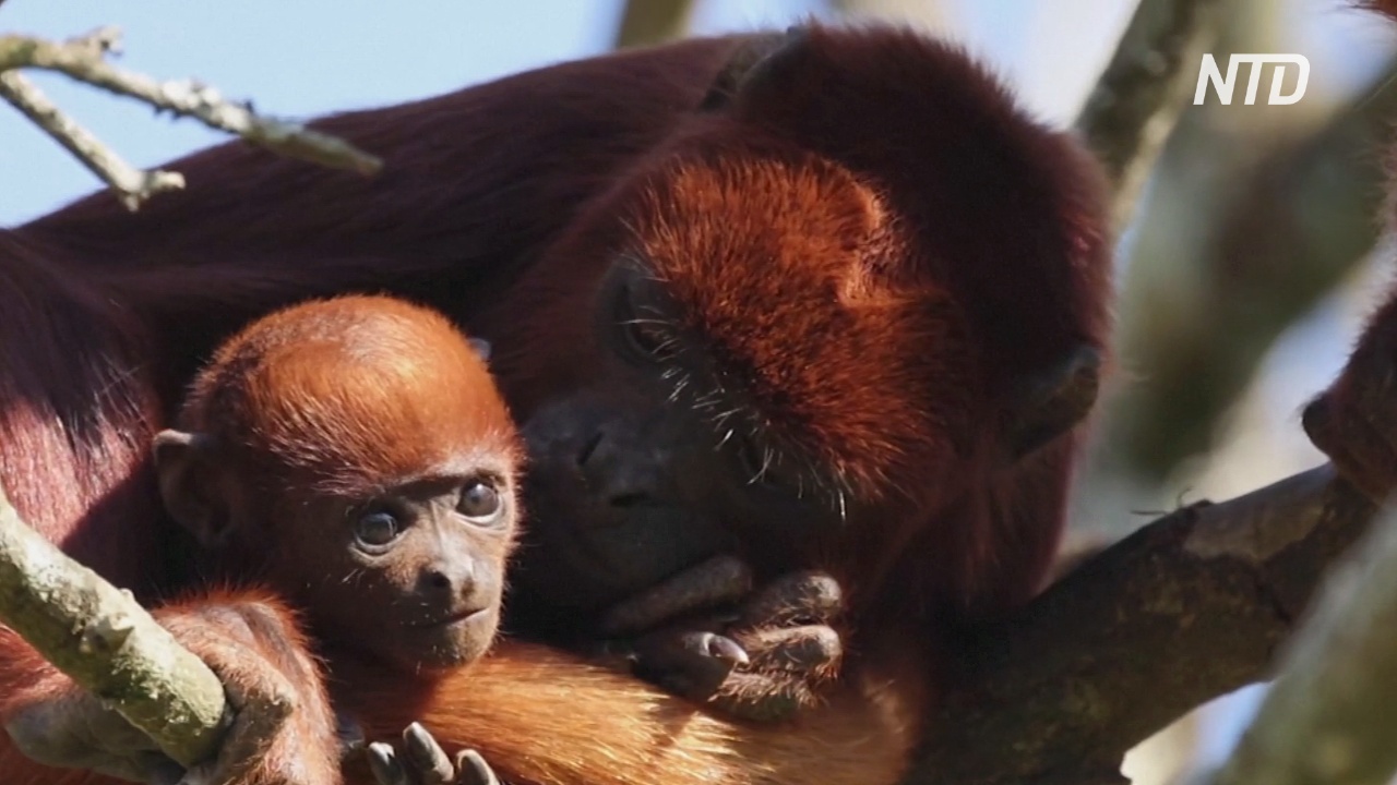 Французский зоопарк приветствует детёныша рыжего ревуна