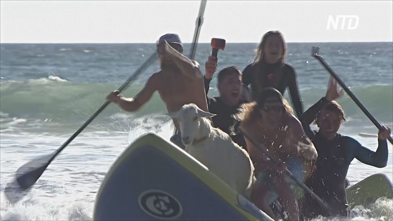 Козлы-сёрферы учат калифорнийских детей не бояться воды