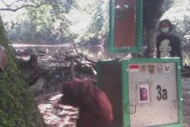 Как калимантанских орангутанов выпускали в джунгли