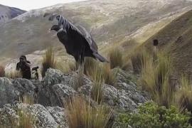 Двух андских кондоров вернули в дикую природу в Боливии