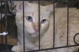 300 брошенных кошек спасли в Таиланде