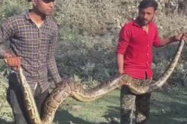 Как 4-метрового питона вытаскивали из сточной трубы