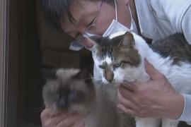 Японец остался рядом с аварийной АЭС, чтобы ухаживать за животными