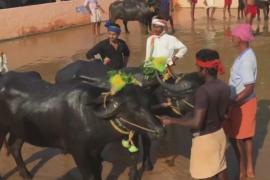 Индийцы празднуют конец сбора урожая гонками на буйвол