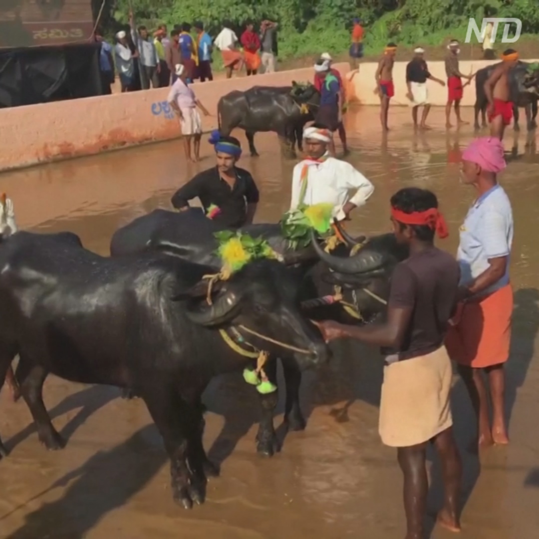 Индийцы празднуют конец сбора урожая гонками на буйвол