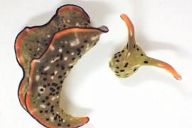 Открытие: японский слизняк умеет регенерировать тело, включая сердце