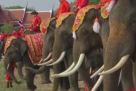 День слона празднуют в Таиланде