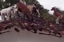 Как в Колумбии с крыши дома снимали стадо коз