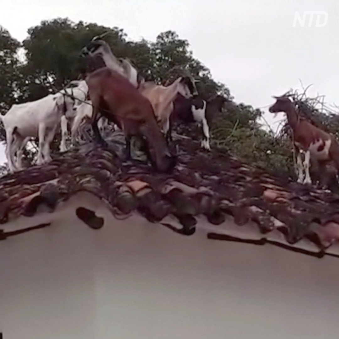 Как в Колумбии с крыши дома снимали стадо коз