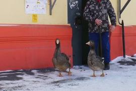 Гуси в квартире: необычное хобби жителя Челябинска