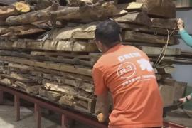 Из спиленных и упавших деревьев в Гонконге делают мебель и часы