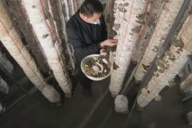 Афганец не смог стать беженцем, поэтому вернулся домой и стал «грибным королём»