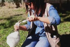 Птенец редкого высокогорного фламинго вылупился в Боливии