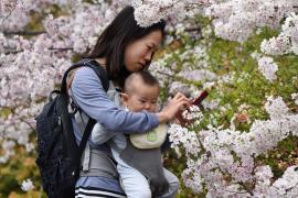 Цветущая сакура в Токио: японцы выходят погулять