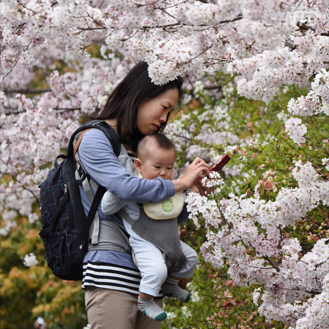 Цветущая сакура в Токио: японцы выходят погулять