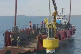 Систему оповещения о китах придумали в Ирландии