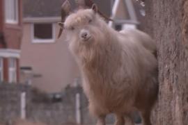 Дикие козы наводнили британский городок после начала пандемии