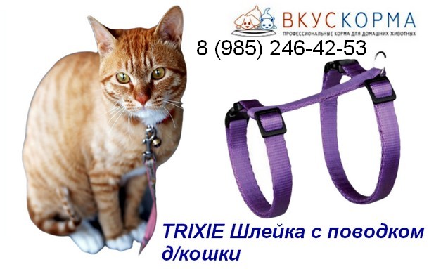 Купить всё необходимое для кошки