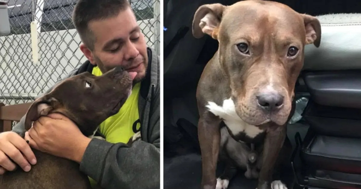 Мужчина проехал через всю страну, чтобы спасти пса от смерти