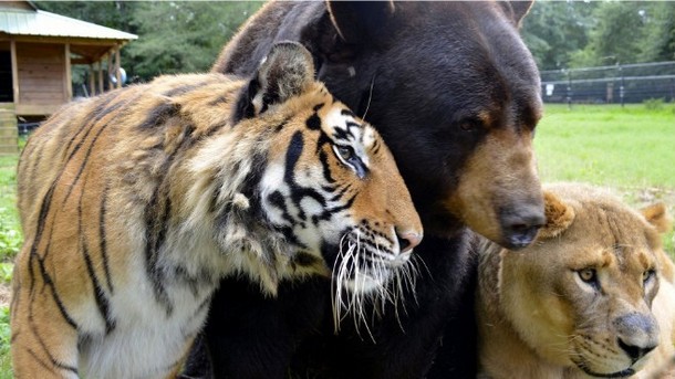 Как медведь, тигр и лев дружили всю жизнь