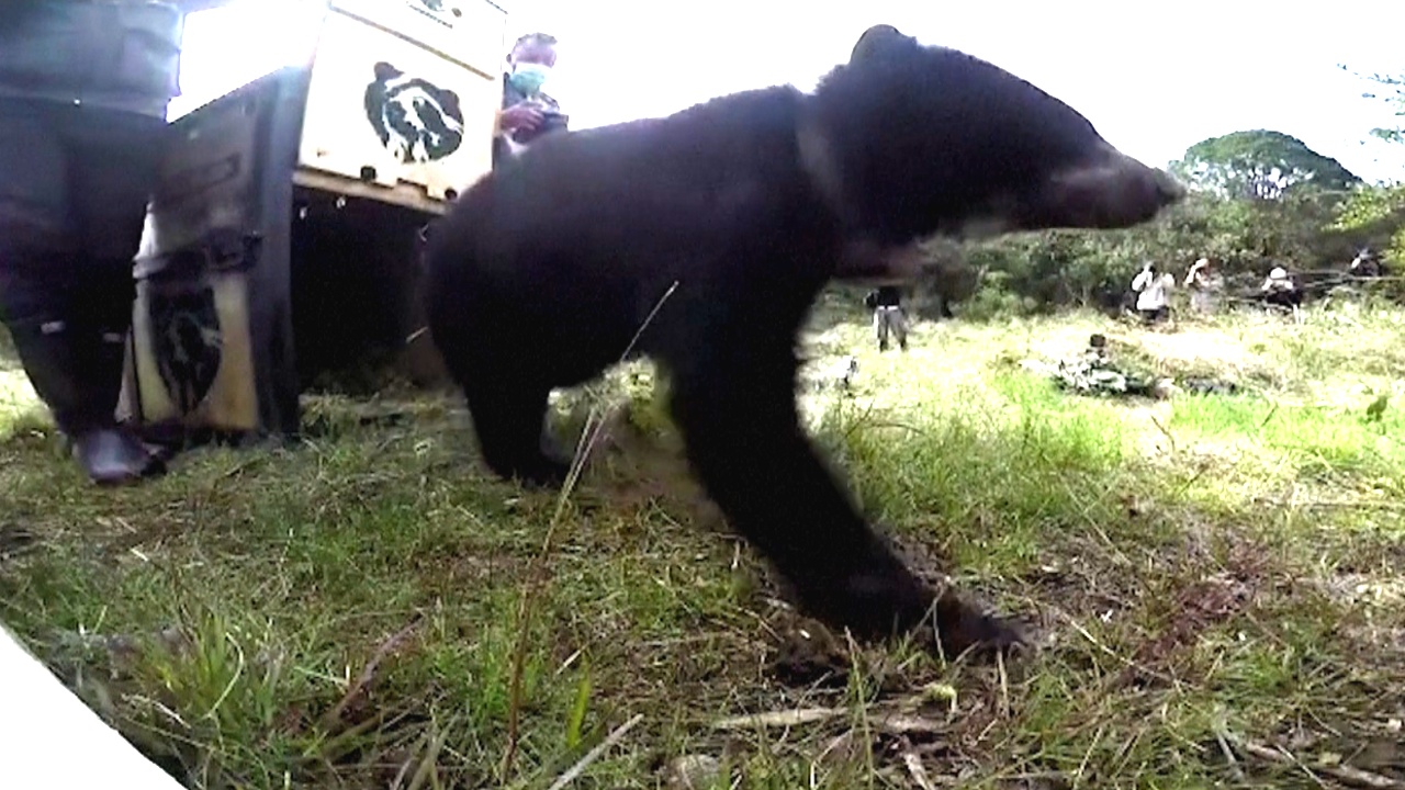 В Колумбии выпустили в дикую природу спасённого андского медведя
