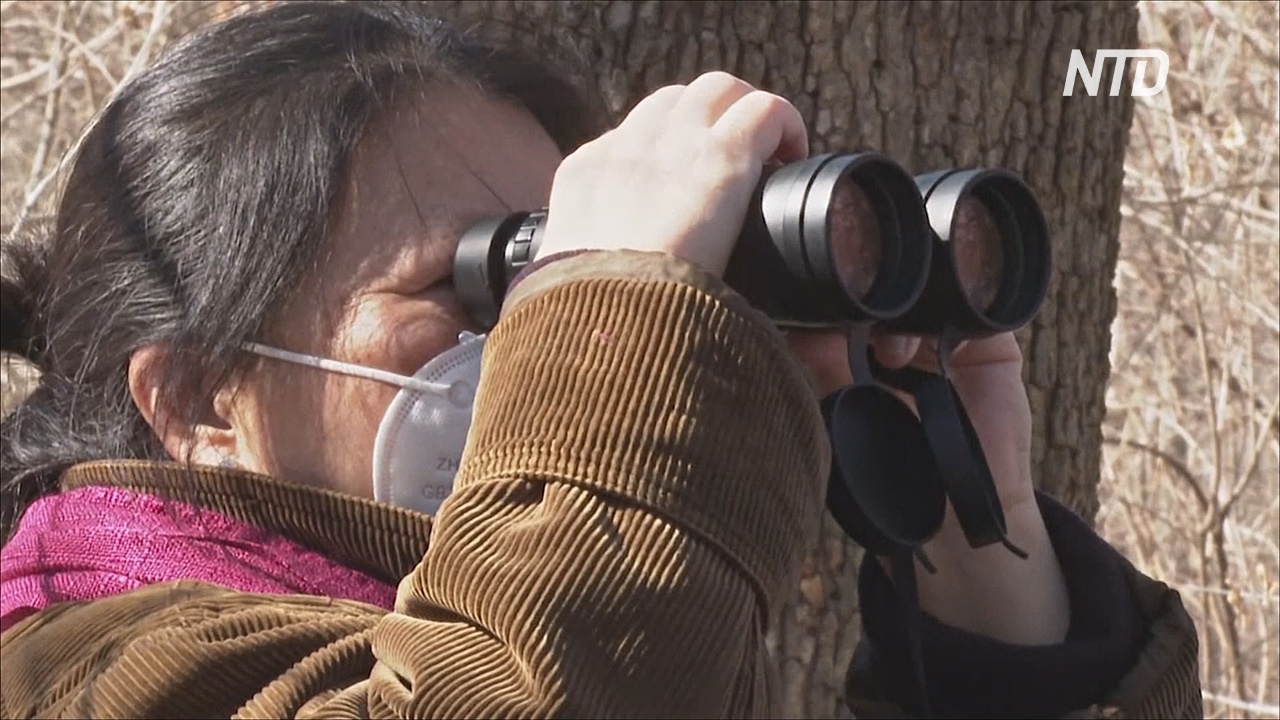 Понаблюдать за птицами в Центральном парке: жители Нью-Йорка запасаются биноклями