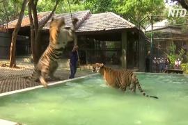 Как тигров в зоопарке Таиланда спасают от жары