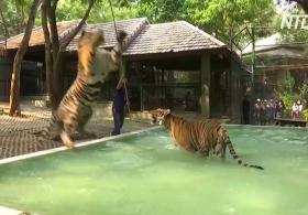Как тигров в зоопарке Таиланда спасают от жары