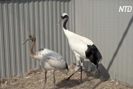 В Приморском крае выпустили на волю редких японских журавлей
