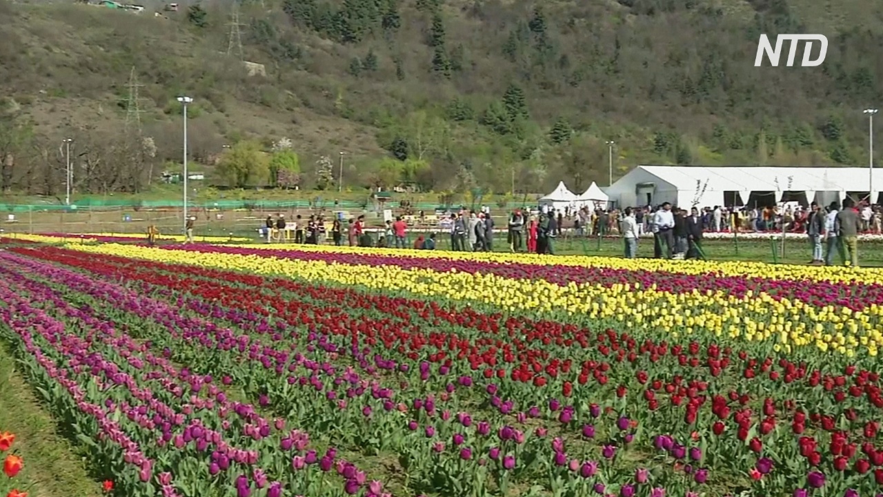 Самое большое поле тюльпанов в Азии привлекает туристов в Кашмир