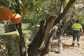 Севилья возрождает традицию дарить британской королеве апельсины на мармелад