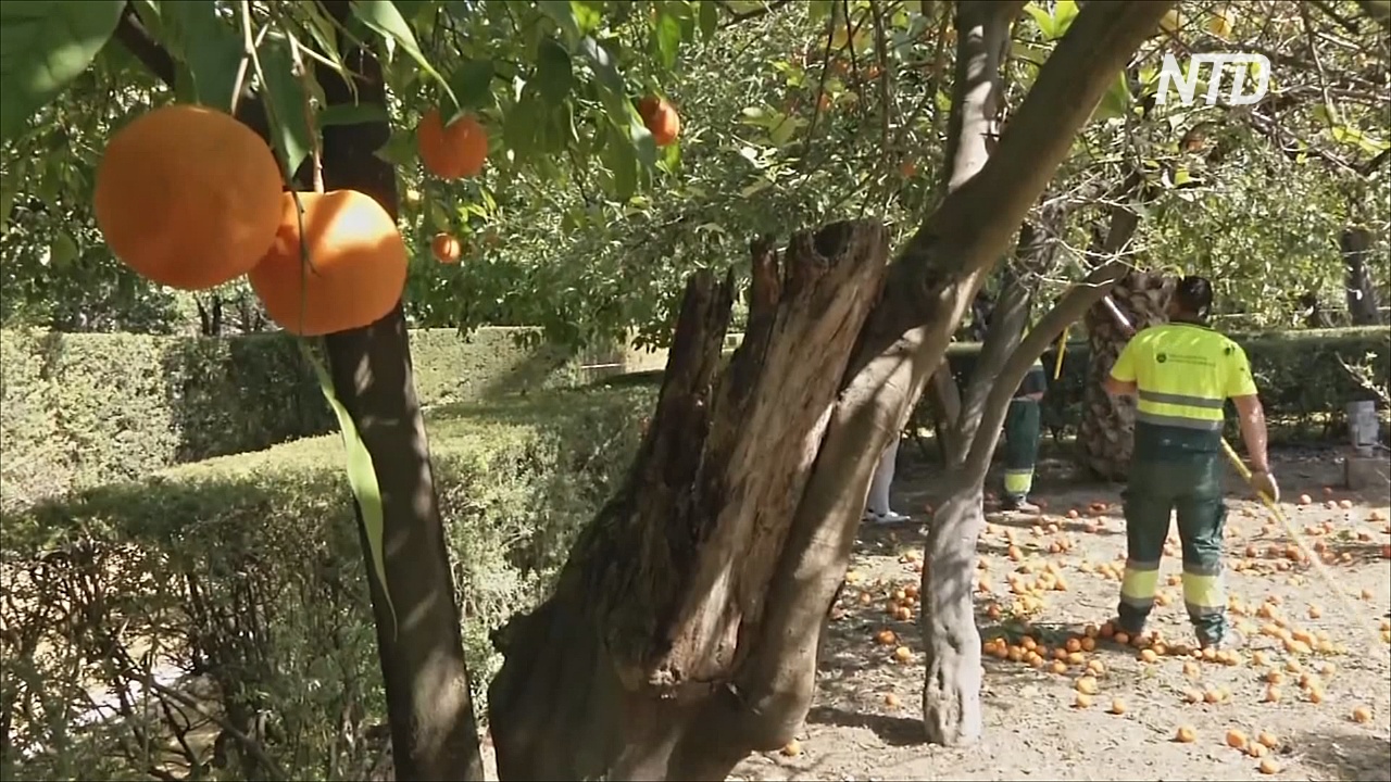 Севилья возрождает традицию дарить британской королеве апельсины на мармелад Севилья возрождает традицию дарить британской королеве апельсины на мармелад