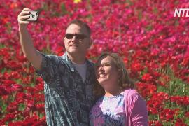 70 млн лютиков: в Калифорнии цветущие поля привлекают туристов